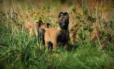 Les chiots de Berger Belge