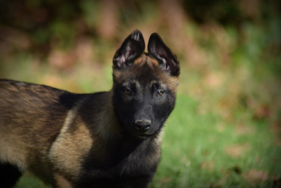 Les chiots de Berger Belge