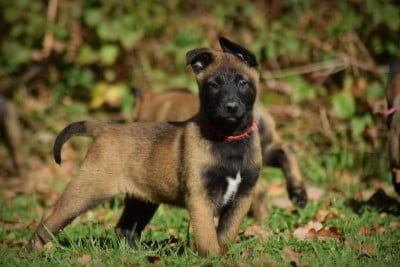 Les chiots de Berger Belge