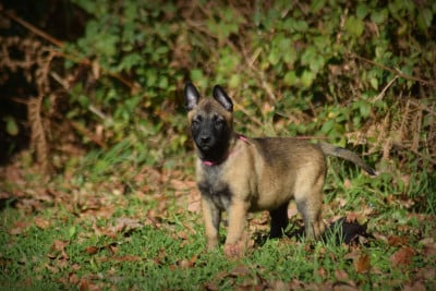 Les chiots de Berger Belge
