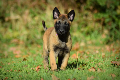 Les chiots de Berger Belge