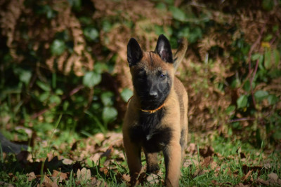 Les chiots de Berger Belge