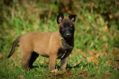 Les chiots de Berger Belge