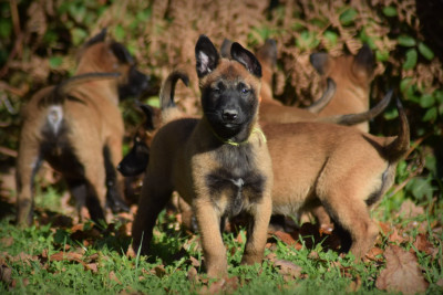 Les chiots de Berger Belge