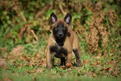 Les chiots de Berger Belge