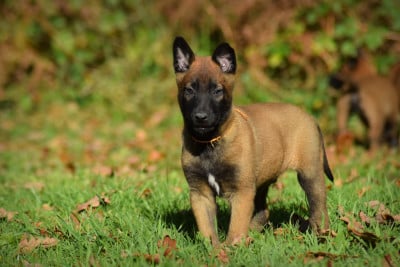 Les chiots de Berger Belge