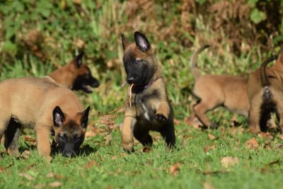 Les chiots de Berger Belge