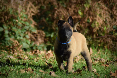 Les chiots de Berger Belge