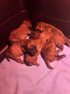 Les chiots de Cairn Terrier