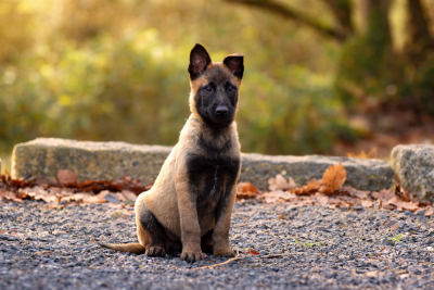 Les chiots de Berger Belge