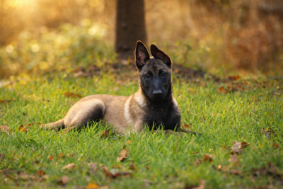 Les chiots de Berger Belge