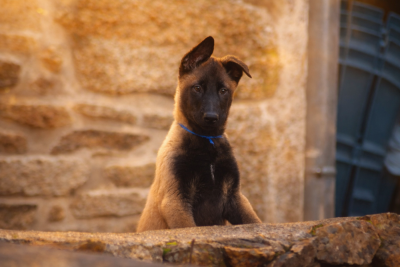 Les chiots de Berger Belge