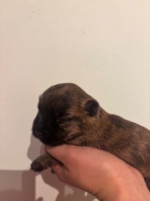 Les chiots de Cairn Terrier
