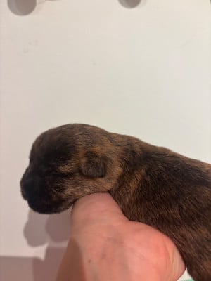 Les chiots de Cairn Terrier