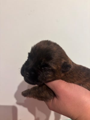 Les chiots de Cairn Terrier