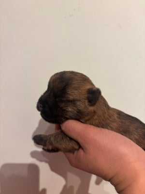 Les chiots de Cairn Terrier