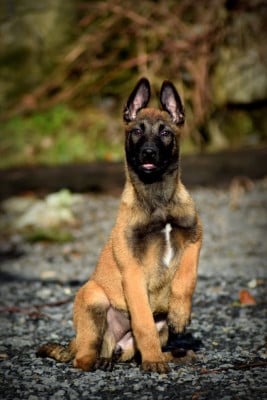 Les chiots de Berger Belge