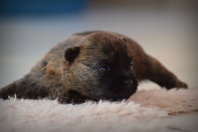 Les chiots de Cairn Terrier