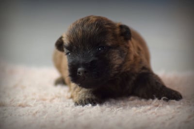 Les chiots de Cairn Terrier