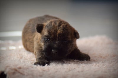 Les chiots de Cairn Terrier