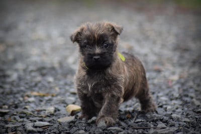 Les chiots de Cairn Terrier