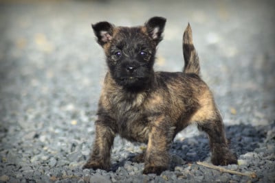 Les chiots de Cairn Terrier