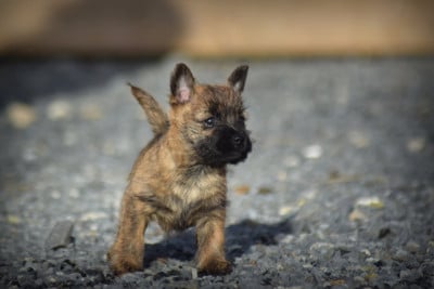 Les chiots de Cairn Terrier