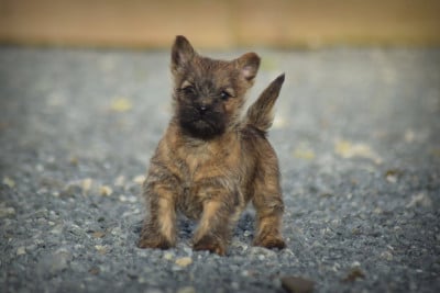 Les chiots de Cairn Terrier