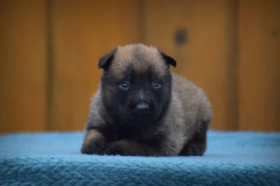 Les chiots de Berger Belge
