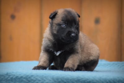 Les chiots de Berger Belge