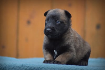 Les chiots de Berger Belge