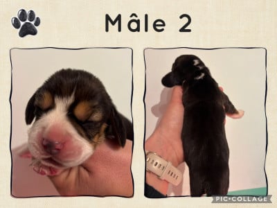 Les chiots de Beagle