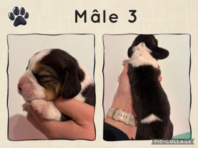 Les chiots de Beagle