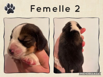 Les chiots de Beagle