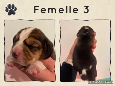 Les chiots de Beagle