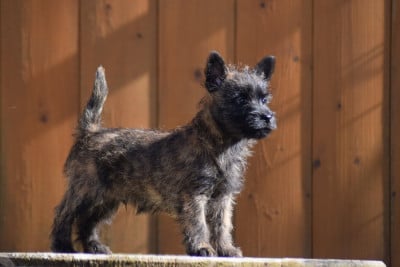 Les chiots de Cairn Terrier