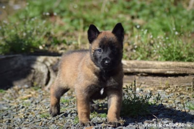 Les chiots de Berger Belge