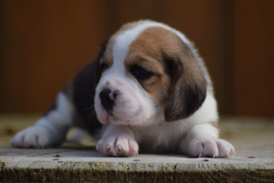 Les chiots de Beagle