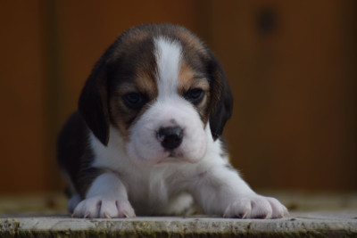 Les chiots de Beagle