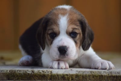 Les chiots de Beagle