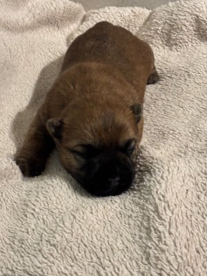 Les chiots de Cairn Terrier