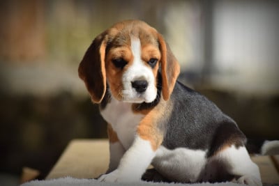 Les chiots de Beagle