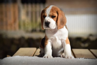 Les chiots de Beagle