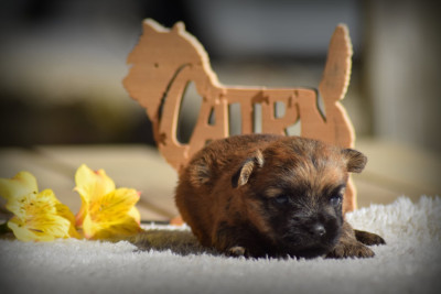 Les chiots de Cairn Terrier