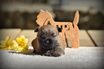 Les chiots de Cairn Terrier