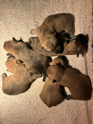 Les chiots de Cairn Terrier