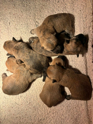 Les chiots de Cairn Terrier