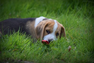 Les chiots de Beagle