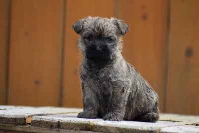 Les chiots de Cairn Terrier