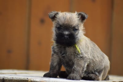 Les chiots de Cairn Terrier